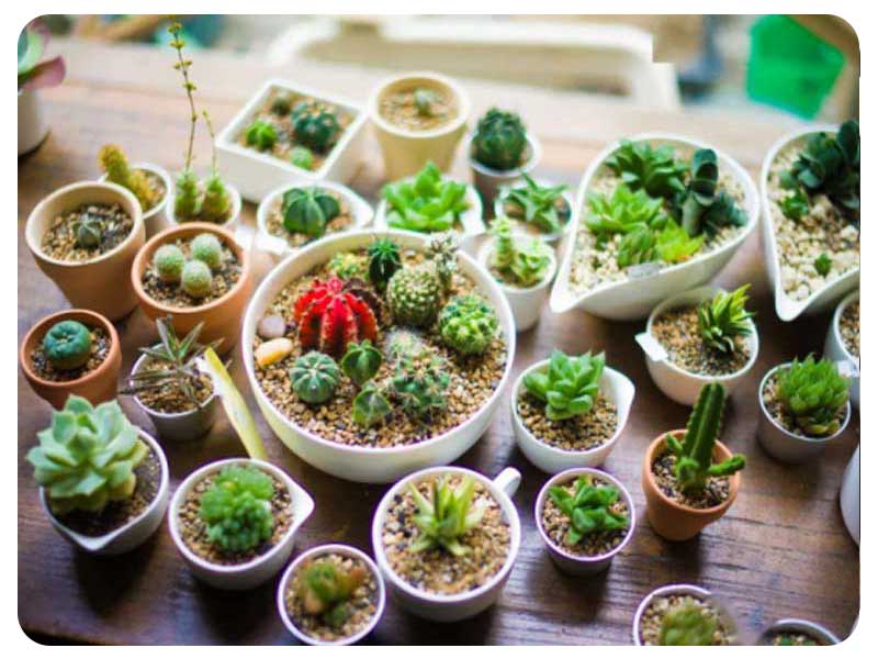 多肉DIY